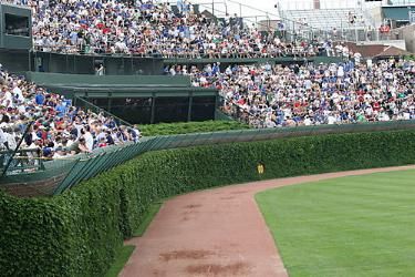 The Famous Ivy which has doned the Outfield wall since 1937.